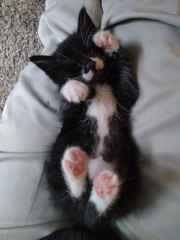 A black and white tuxedo kitten, with a black body and white-tipped paws, a white chest, and a white moustache, lying completely on his back in my lap, with his back paws sticking straight up, exposing his pink little toe beans, and his front paws wrapped around his face.