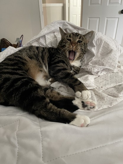 Tuna, a tabby cat, is curled up against a pile of sheets on a bed, mouth open wide in a yawn.