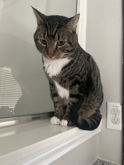Tuna, a tabby cat, is perched on a counter next to a glass shower pane. His expression is downcast.