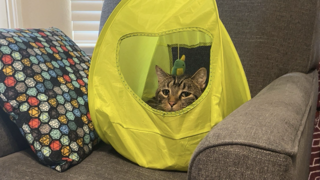 Tuna, a tabby cat, peers out at the world forlornly from inside a lime-green cat tent, which in turn is atop a gray armchair. The armchair also has a decorative pillow with a d20 tessellation pattern.