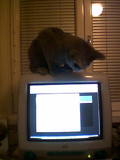 iMac with a cat sitting on top