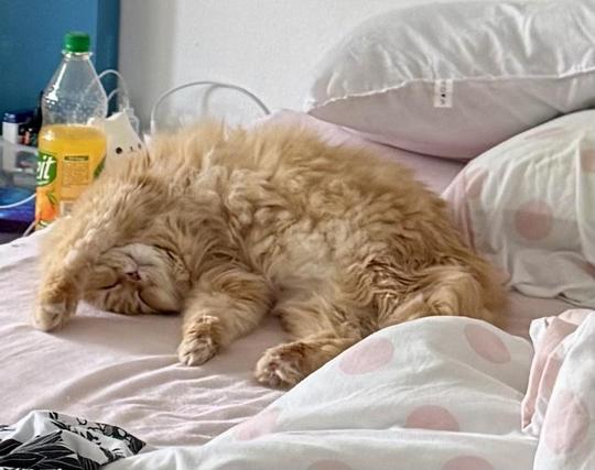 A fluffy orange cat sleeping curled up on a bed with pink polka dot sheets and pillows.