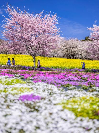 赤城南面千本桜
