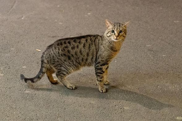 A light-brown tabby cat on a street at night. The only things visible in the picture are the cat, the asphalt road surface, and the cat’s shadow.