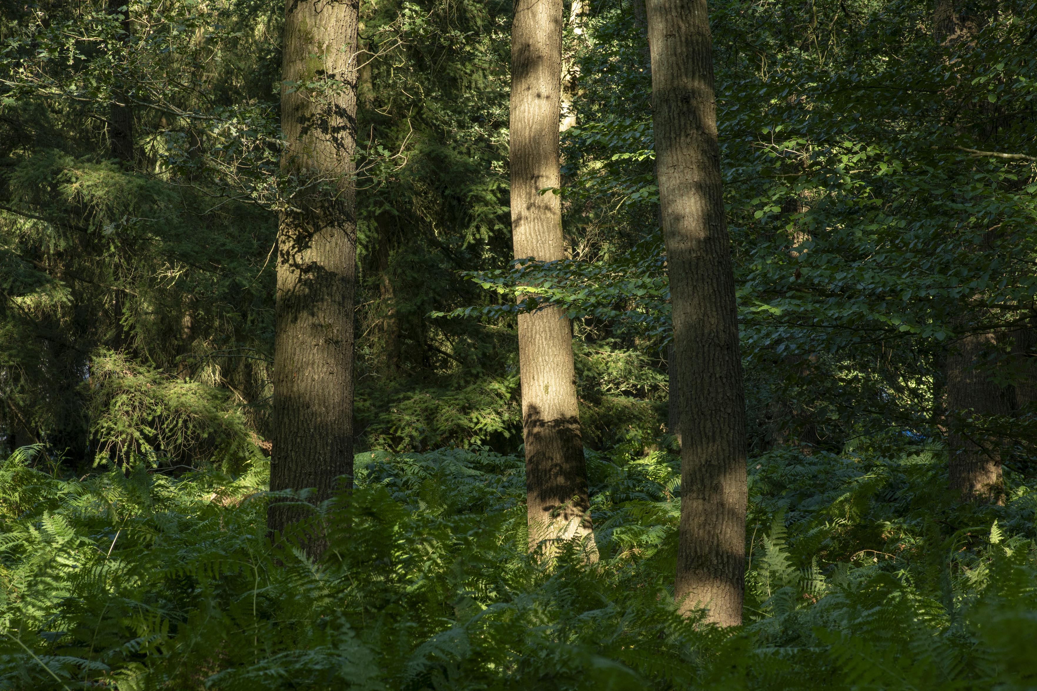 Photo of three trees in a forest. The trunks are visible int the sun, with ferns below. The crowns are not visible.