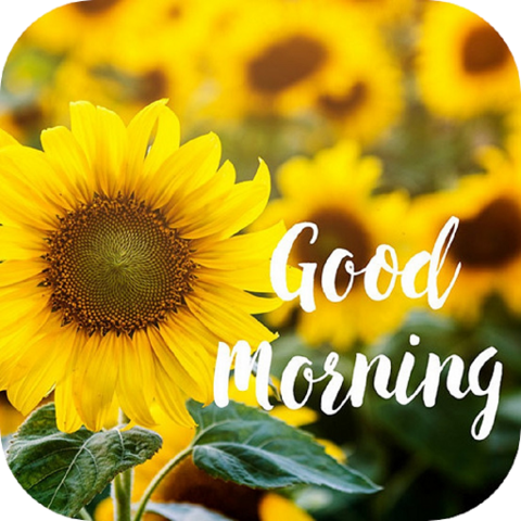 An image that says good morning in a thin white font with a bunch of sunflowers in the background.