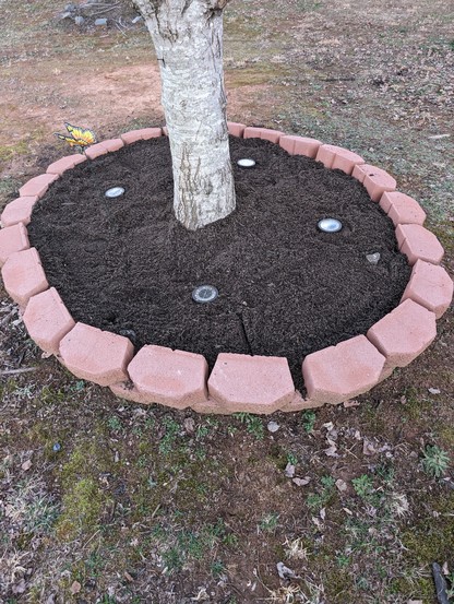Our front planter around the tree in the front yard that we put fresh top soil in yesterday.