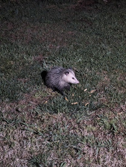 A photo I took of the opossum that was in our backyard last night eating some fries.