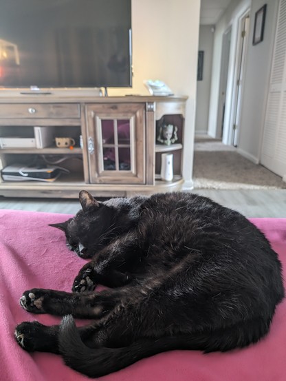 A photo I took of Bess, my nearly 16 year old female black cat as she's laying on the couch with me. You can see my entertainment center, TV, hallway and the pink blanket that's on the couch.