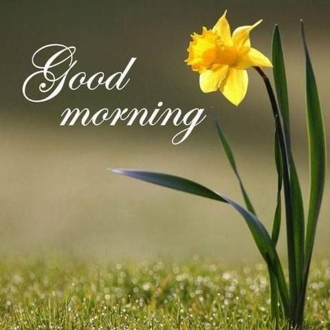 An image that says Good Morning in a thin white font and there is a yellow flower to the right side of the image.