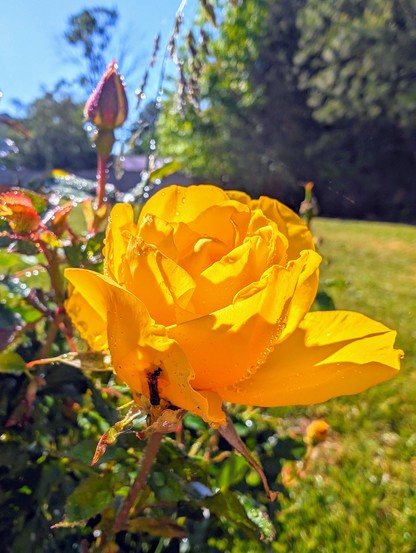 A photo I took of the yellow rose blooming in my backyard. 