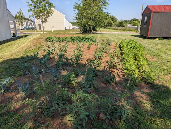 A photo of the garden we have growing in our backyard.

We have: Brussel sprouts, cauliflower, broccoli, cabbage, hot peppers, bell peppers, onions, squash, zucchini, cucumbers, green beans, tomatoes, potatoes, watermelon and cantaloupe.