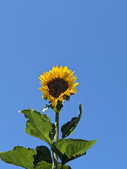 A photo of one of the sunflowers in my back planter. This one is over 13ft tall currently.