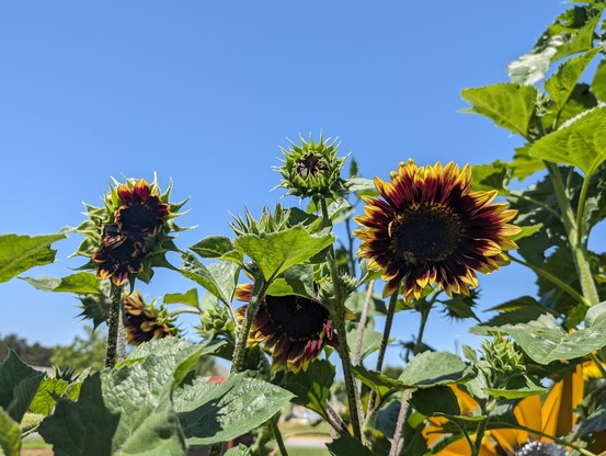 A photo of some of the red/yellow sunflowers growing in our back planter.