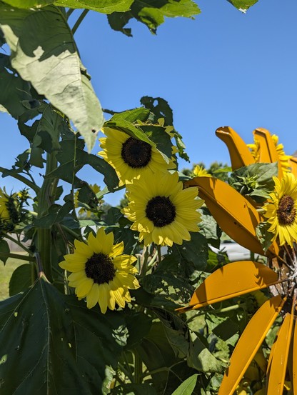 A photo of several of the yellow small sunflowers growing in our back planter.