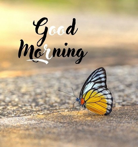 An image that has a black, orange and white butterfly sitting on a sidewalk and the words good morning!