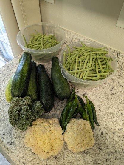 A photo I took of the two bowls of green beans, the 5 zucchini, several peppers, broccoli and cauliflower that we picked from our garden this morning.