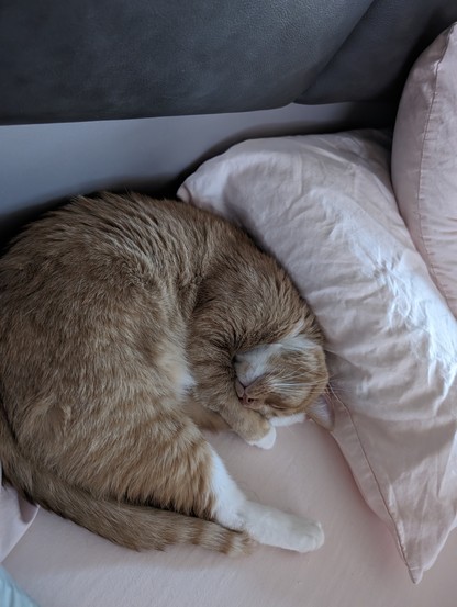 A photo I took of my four year old, orange and white male kitty, Kumquat, sleeping between our pillows and posing for the camera.