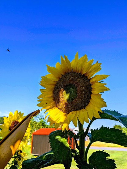 A photo I took of one of the sunflowers that's in our back yard. You can see a bee on the left side of the image that was heading right towards the sunflower and he was captured in flight by complete accident.