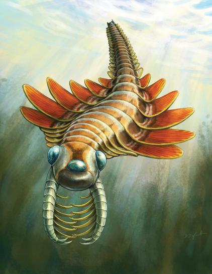 illustration of a prehistoric invertebrate animal