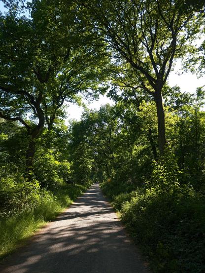 Waldweg