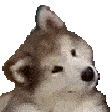 :confusedDog: