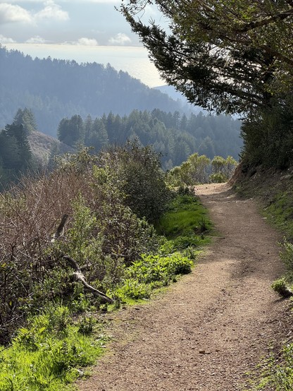 A gravel trail winds from the foreground into the middle distsnce, disappearing down a hill or around a bend. There’s grass on both sides, the right side slopes up and the left side slopes down and the grass gives way to low bushes. There’s a tree coming up from the right side of the path, and in the background multiple layers of coniferous-tree-covered hills are given depth by a light haze. Far off into the distance the peach-colored reflection of a low sun on the ocean ascends up into a sky d…