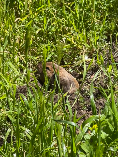 Video of a little gopher or something peeking out of its hole in the ground and munching on grass. 