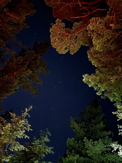 A straight-up shot of a starry night sky framed on all sides by leafy tree branches ranging in color from green to yellow to dark red. 