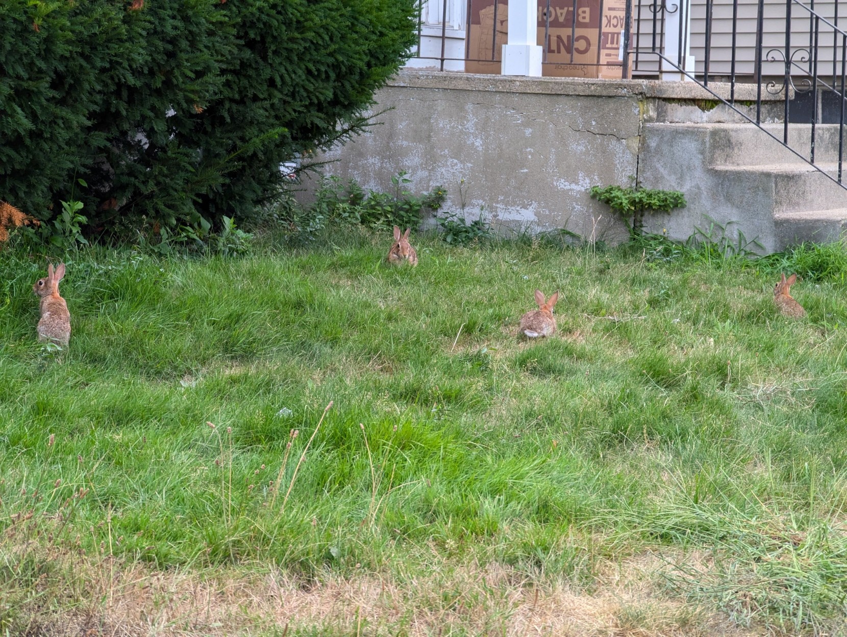 4 wild bunnies hanging out on a green lawn with a concrete set of stairs and a porch in the background. They are wild bunnies so they are light brown with the cutest little white cotton tails. They are fairly spread out with the leftmost one on its hind legs perked up listening and looking at the photographer.