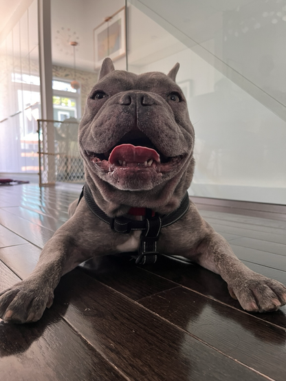 A very ridiculous gray-coloured French bulldog 