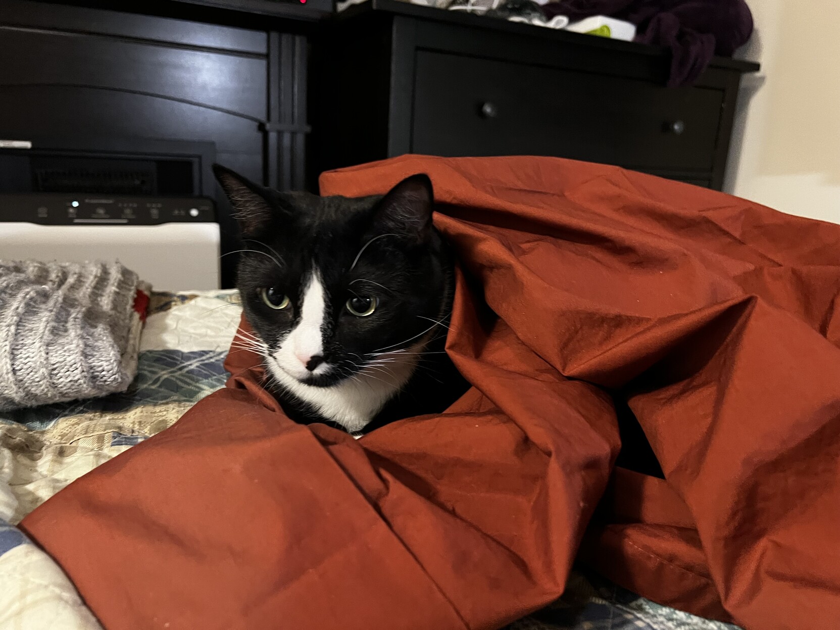 Tuxedo cat on bedsheet