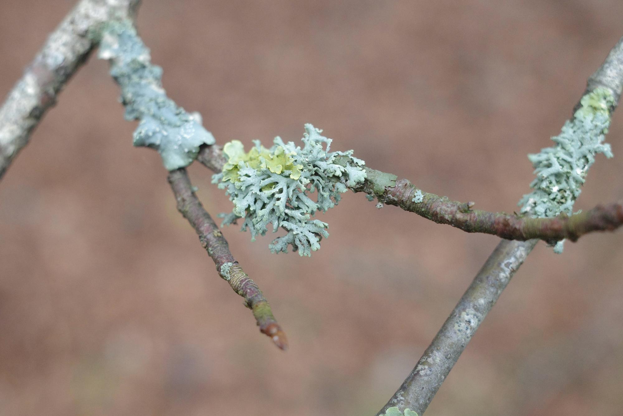 Lichen on a small twig (still on the tree).