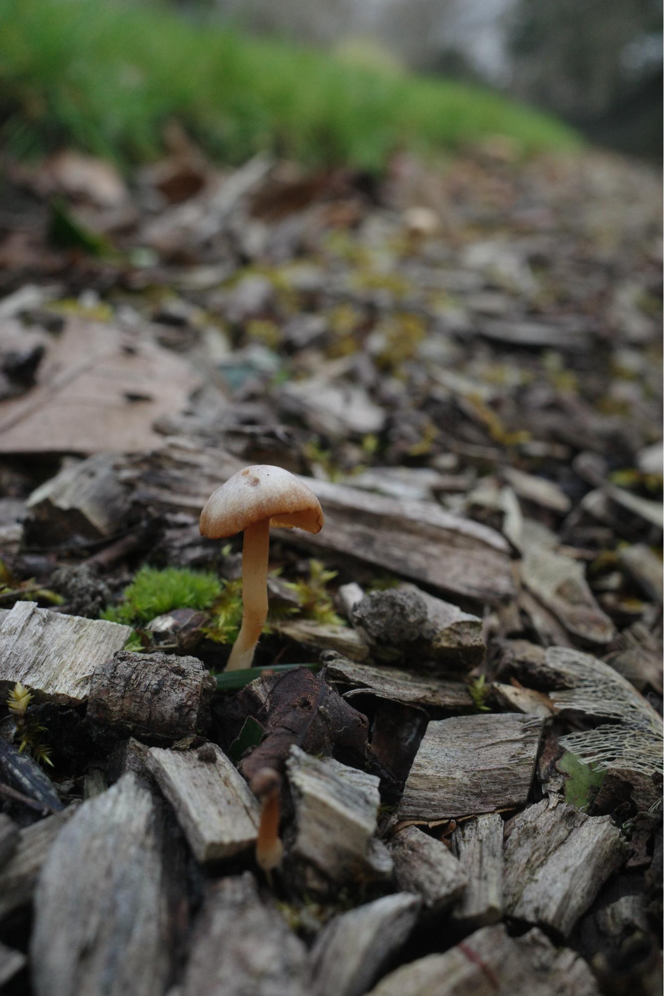 A little mushroom in wood chip mulch.