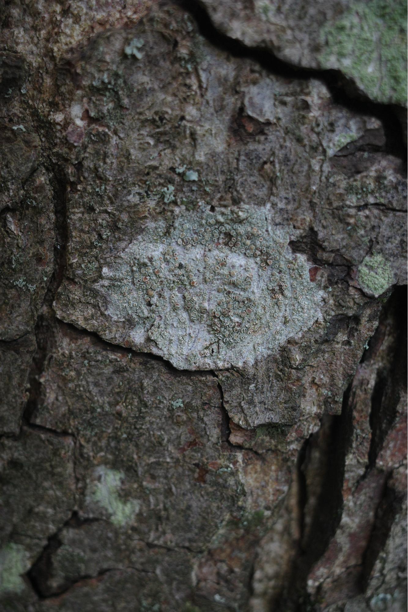 A patch of lichen on tree bark.