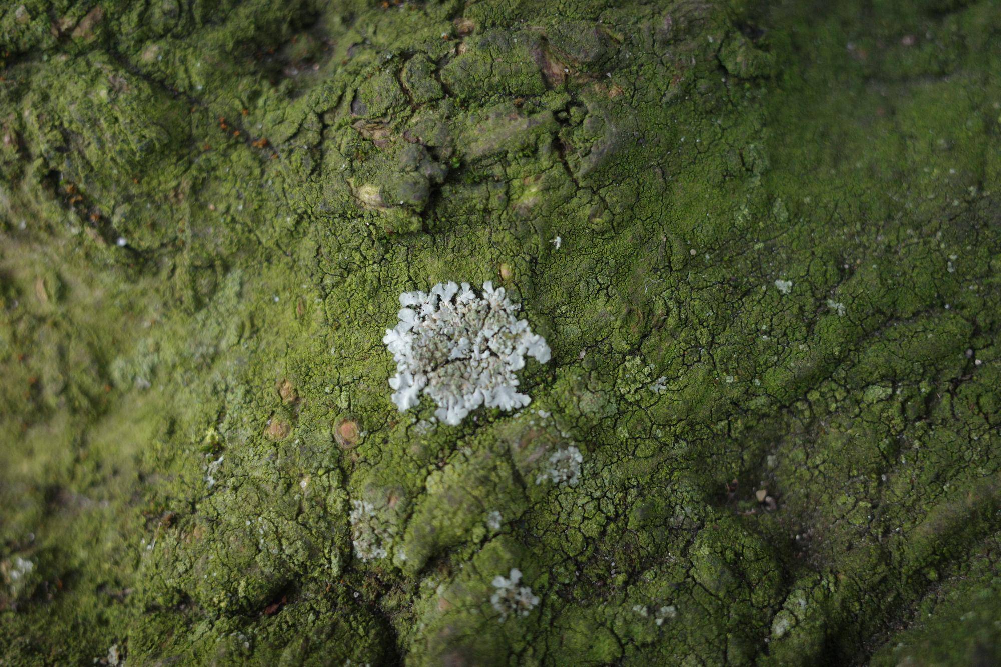 Lichen on a green background at the base of a tree.