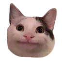 :polite_cat: