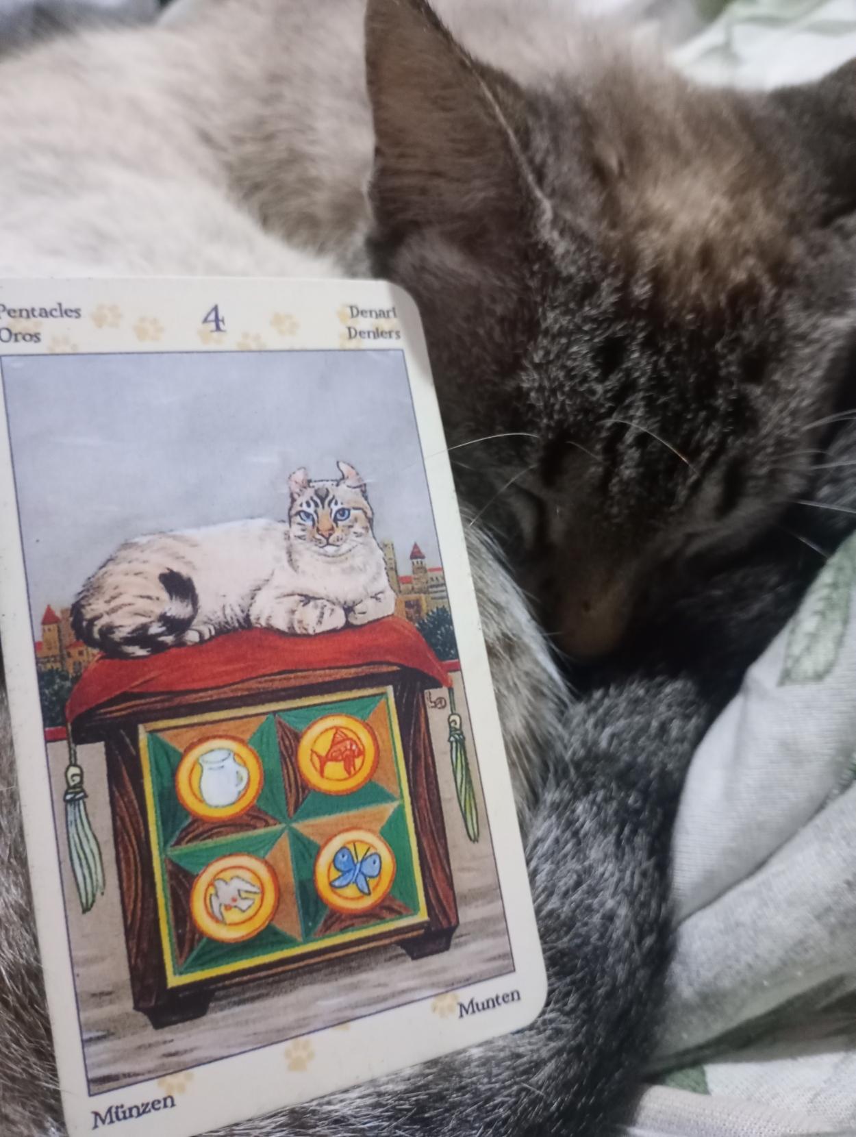 picture of a tarot card next to a kitten. the tarot card has a kitten that matches the cat next to the it