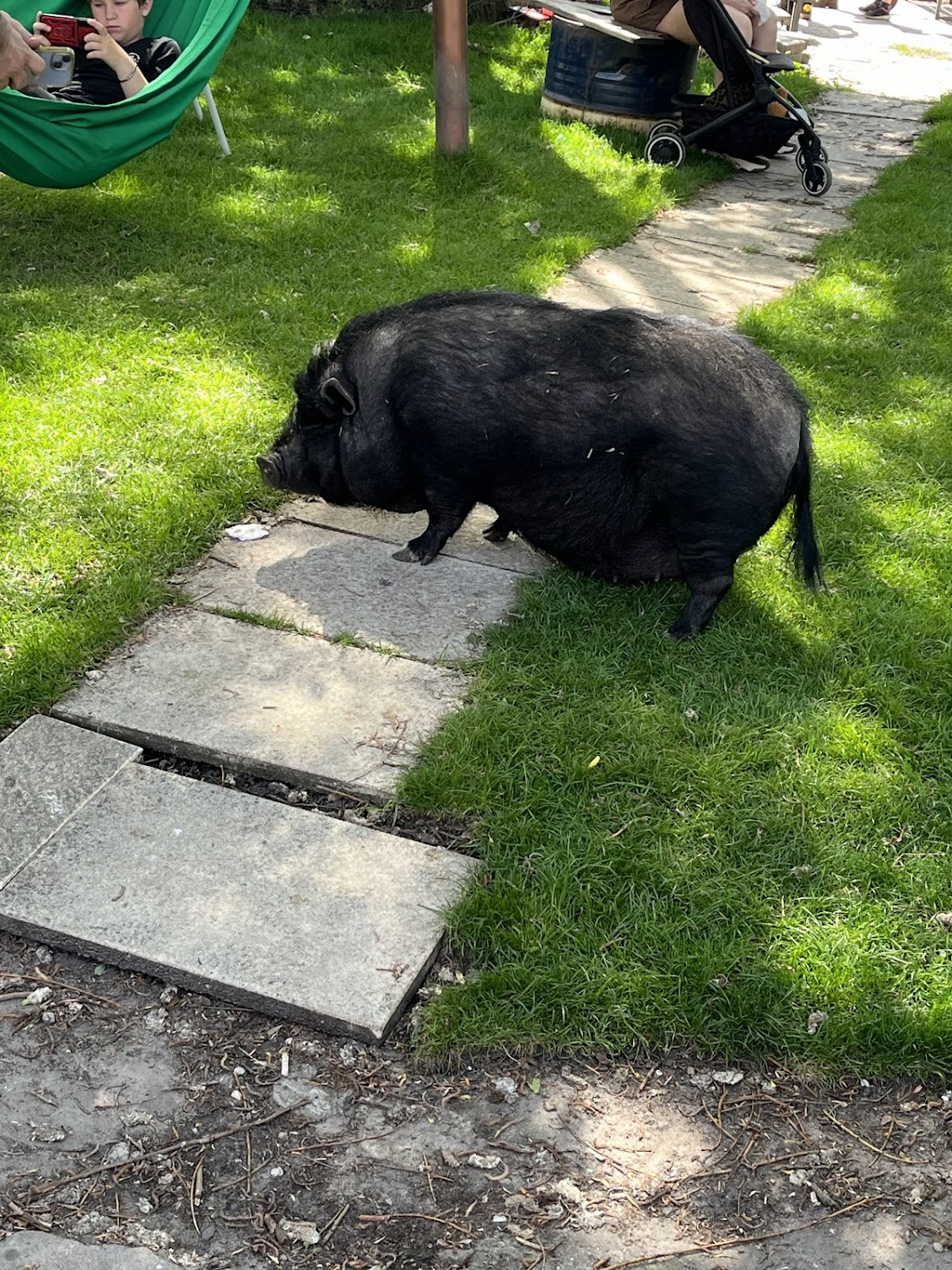 The pig who's not allowed pizza.