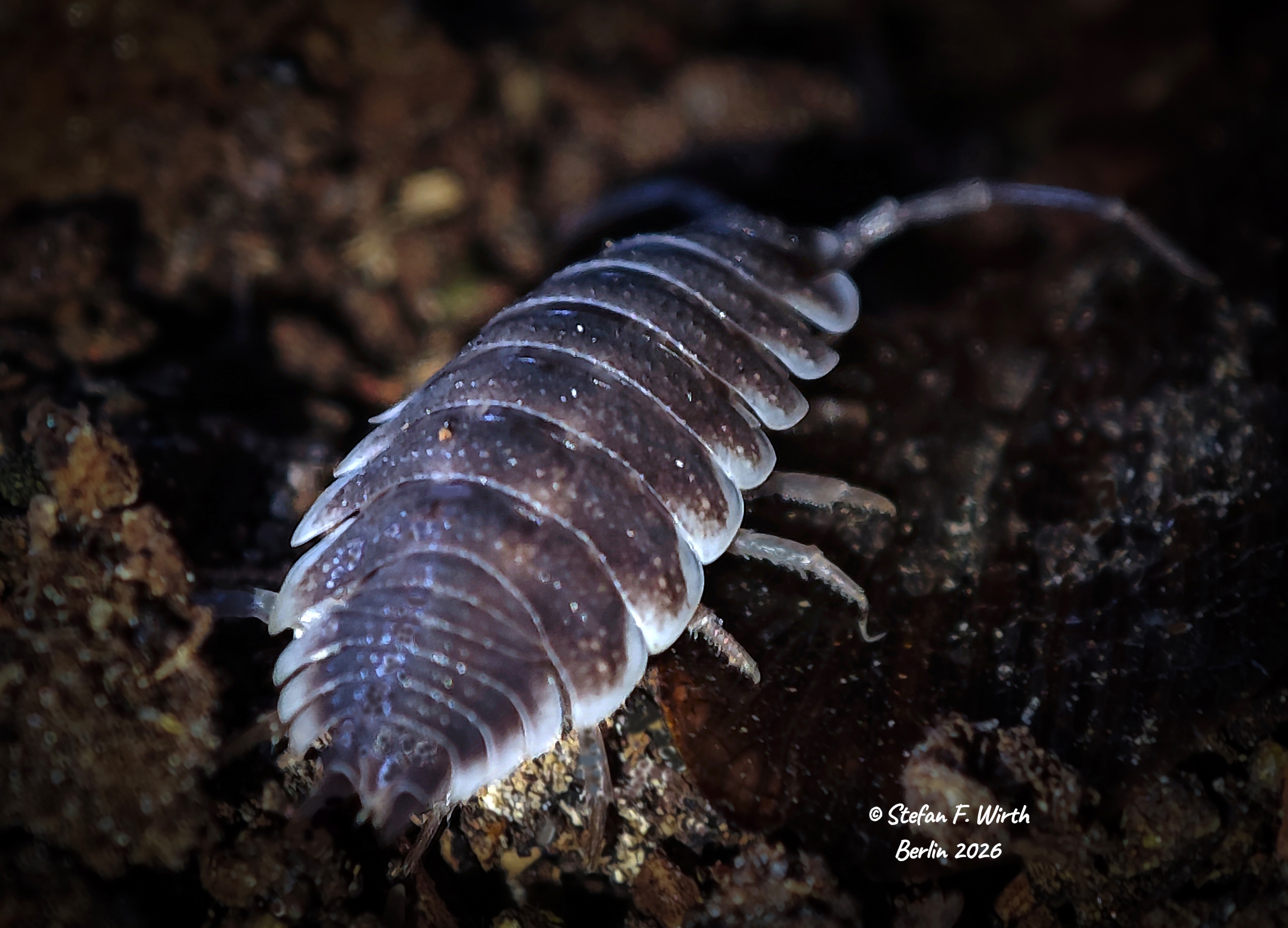 Porcellio hoffmannseggii in hind view, macro photography © Stefan F. Wirth, Berlin January 2026, photo session under studio conditions December 2025