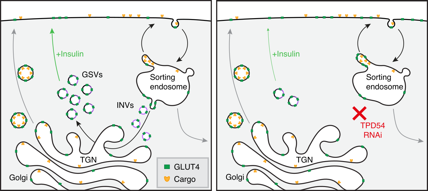 A model to describe what we show in the paper. INVs are important for sequestering GLUT4 and related proteins into GSVs, the vesicles that are mobilised in response to insulin.