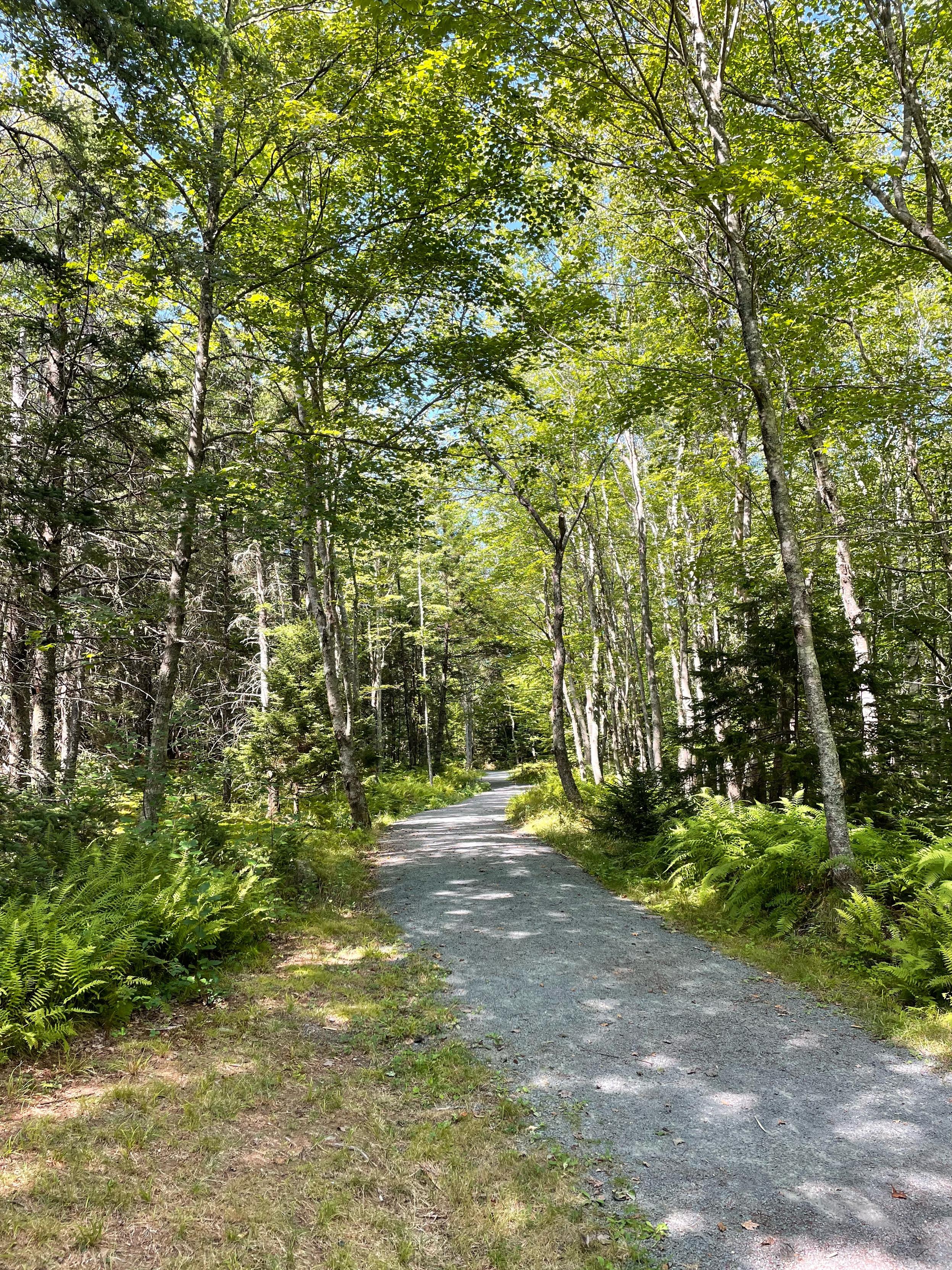 A gravel path in the woods.