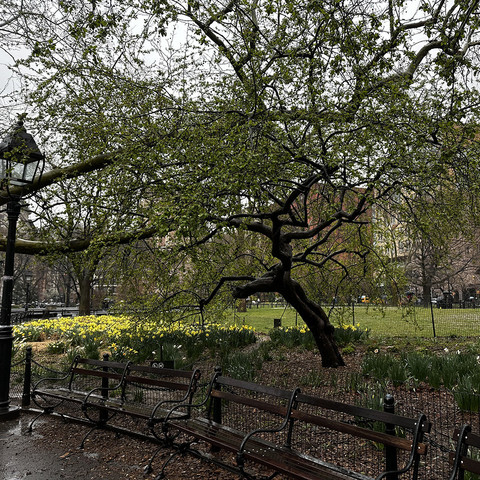 Trees come to live in NYC rain.