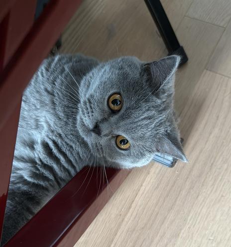 Percy, a British Blue, is ready to attack!