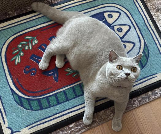Lotty relaxing on his birthday sardines mat.