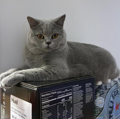 Percy, our kitten, sits atop a box of Huel and a case of San Pellegrino water.