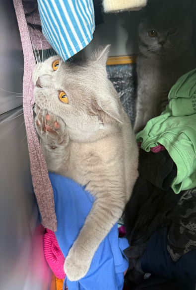 Lotty and Percy, the British Shorthair on BolesBrits.com take over the closet!