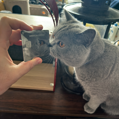 British Shorthair Cat named Percy smelling the new AMEX Platinum card.