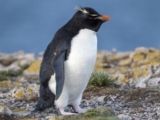 Picture of Western Rockhopper Penguin
