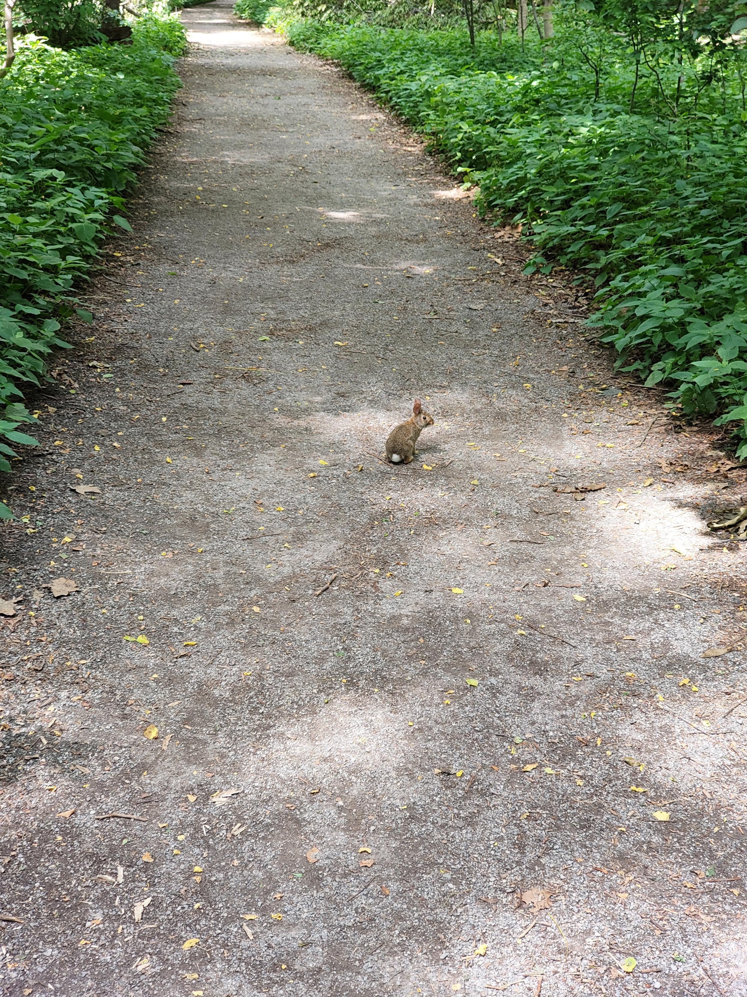 About 15 feet away, on a gravel path surrounded by green, a weensie little wild bunny sits facing away, showing its bitty little cottonball tail